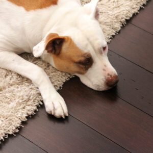 Best flooring for pets